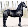 Krásná černá klisna Fríský kůň, na prodej