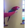 Zdravé Kompletní Tamed papoušci a oplodněných jiker na prodej